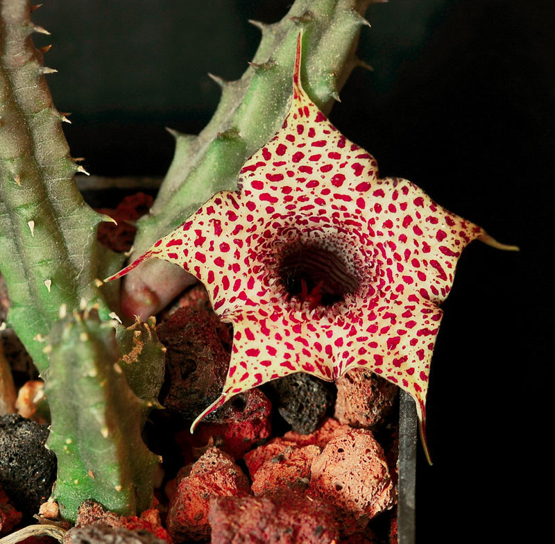 Huernia hislopii